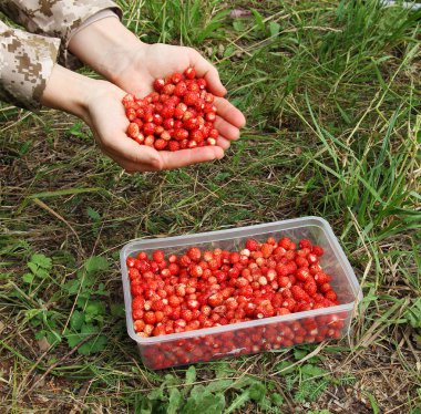 harvesting of ripe wild strawberries, healthy food