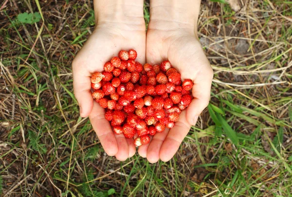 Human hands holding a handful of wild strawberries — 图库照片