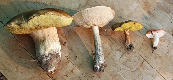 Group of four edible mushrooms (white, boletus, suillus, russula — Stock Photo, Image