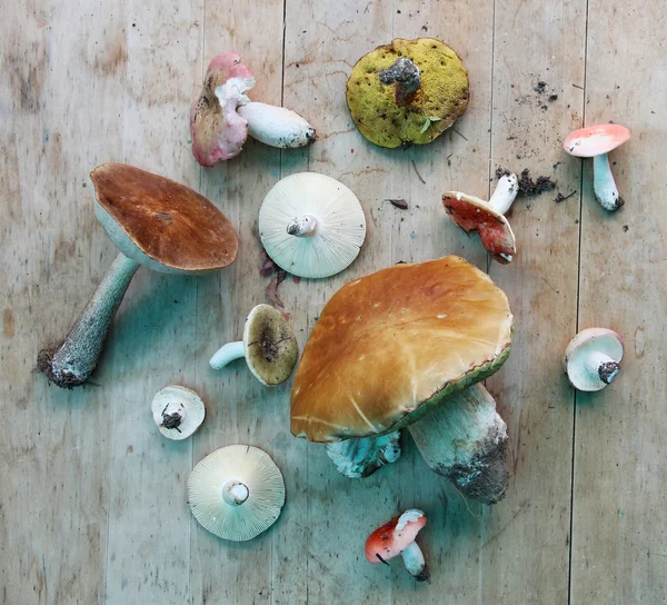 Set of different type of mushrooms on wood worktop, top view — Stock Photo, Image