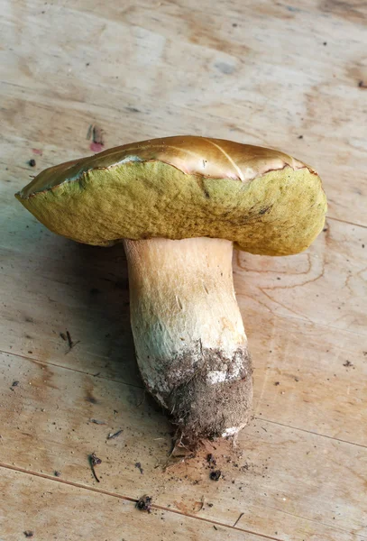 Boletus edulis(white mushroom) on wood worktop — Stock Photo, Image