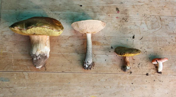 Set of four edible mushrooms (white, boletus, suillus, russula) — Stock Photo, Image