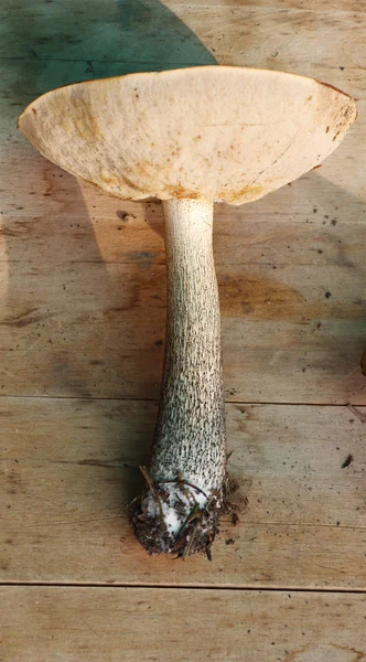 Boletus(Leccinum, scabrum) on wood worktop — Stock Photo, Image