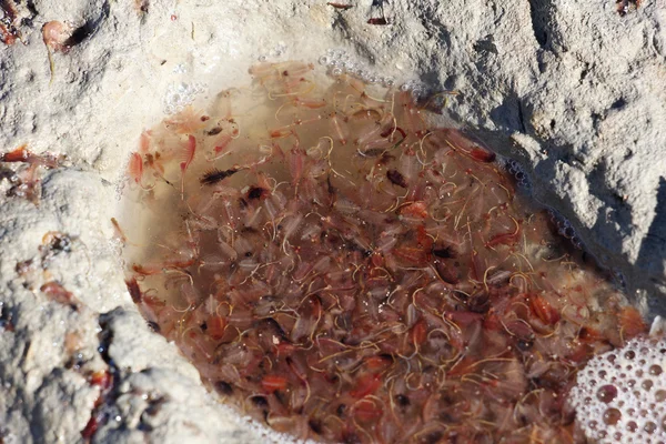 Crustacés Artemia dans une flaque d'eau de la mer d'Aral — Photo