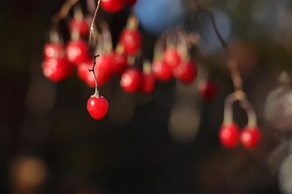 Guelder Rose Bacche Fresche Ramo Con Bacche Sullo Sfondo Russia — Foto Stock