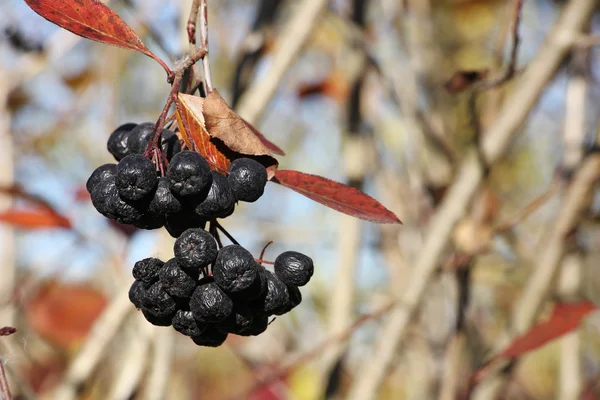 Świeże jagody Aronia na oddział z jesieni pozostawia — Zdjęcie stockowe