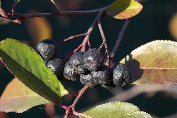 Frische Aronia-Beeren auf einem Zweig mit grünen Blättern — Stockfoto