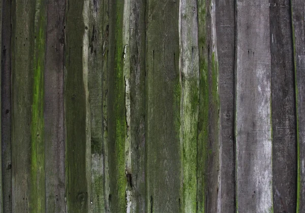 緑の苔、テクスチャで古い腐った木の板で作られた壁 — ストック写真