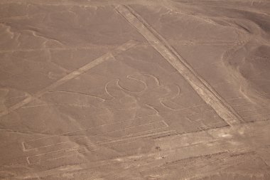 Nazca çizgileri havadan görünümü tepe - Pelikan parçası üzerinde 