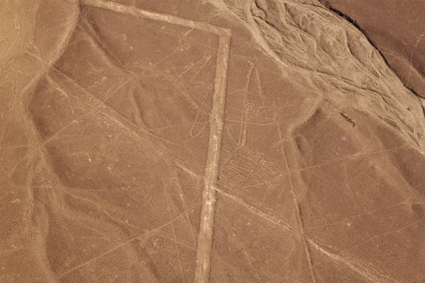 Havadan görünümü Nazca çizgileri - balina — Stok fotoğraf