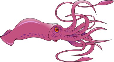 purplre karikatür kalamar
