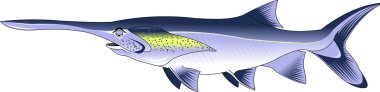 Download Paddlefish Free Vector Eps Cdr Ai Svg Vector Illustration Graphic Art
