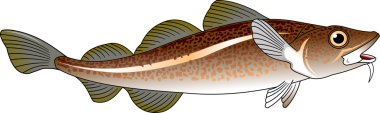 codfish fish icon clipart