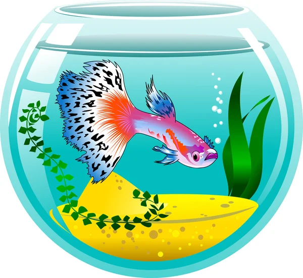 Guppy in aquarium icon — Stock Vector