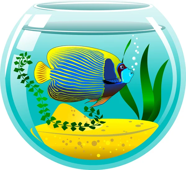 Angelfish in aquarium icon — Stock Vector