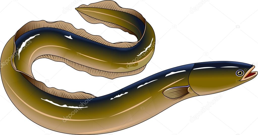 eel fish icon