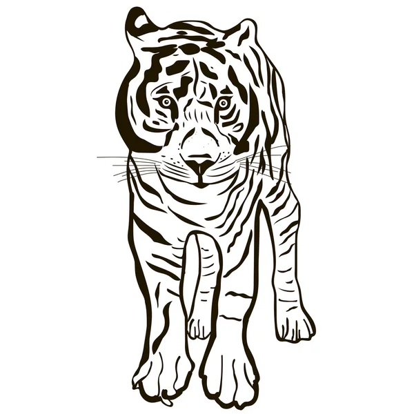 Чёрно-белый изолированный тигр . — стоковый вектор