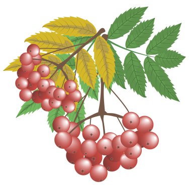 Rowan meyveleri, sarı ve yeşil yaprakları Dal. Sonbahar, sonbahar. 