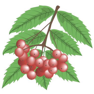 Rowan çilek ve yaprakları dal. Sonbahar, sonbahar. 