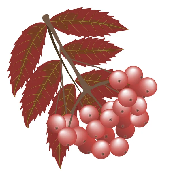 로완 열매와 붉은 잎의 가지. 가을,가을. — 스톡 벡터