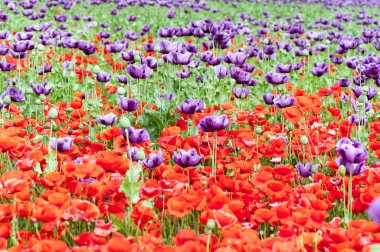 Kasaba pas, Avusturya