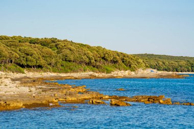 Adriyatik Denizi kıyısında, Adriyatik Denizi kıyısında Rovinj, Istria yarımadası yakınlarında Palud ornitoloji rezervi yakınlarında bir çam ağacıyla