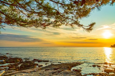 Adriyatik Denizi kıyısında Hırvatistan 'da suşette Pula, Valbandon, Istria yarımadası, Barbariga plajı yakınlarındaki çam ağacıyla.