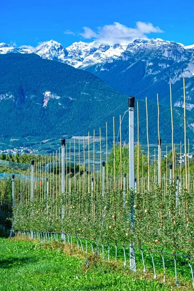 Trentino Alma Ültetvény Érett Val Din Non Olaszország Dolomitok Hegység — Stock Fotó