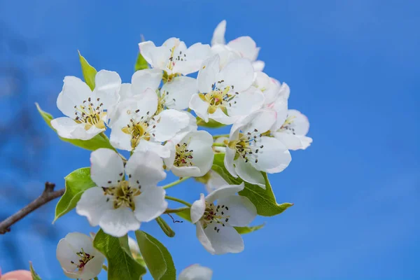Pear Flower Bloom Spring April Europe — Stock Photo, Image