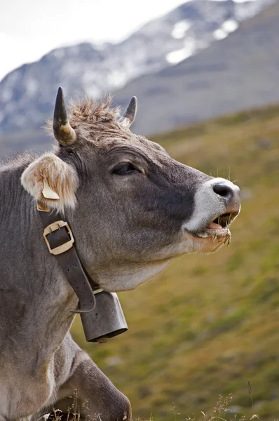 Vache dans les Alpes autrichiennes — Photo