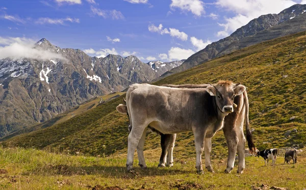 Cows in Austrian Alps — Stock Photo, Image