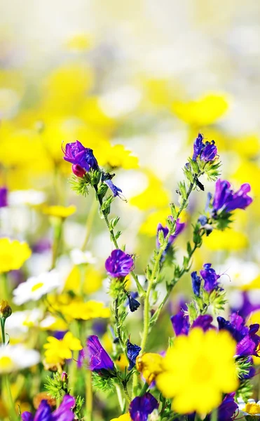 フィールド バック グラウンドでカモミールの花 — ストック写真