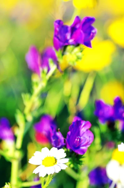 フィールド バック グラウンドでカモミールの花 — ストック写真