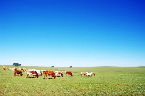 Mucche al pascolo sul campo — Foto Stock