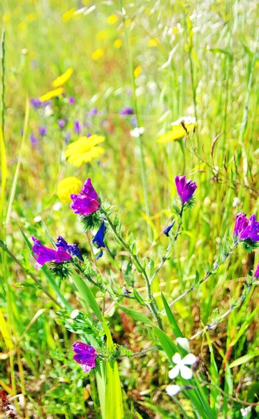 Fleurs sauvages dans le champ de l'Alentejo, Portugal — Photo