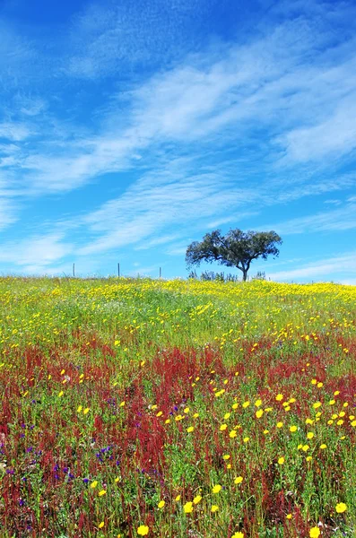 Tree in flowery field on spring. — Stock Photo, Image