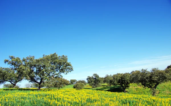 Ekar i fältet på Portugal. — Stockfoto