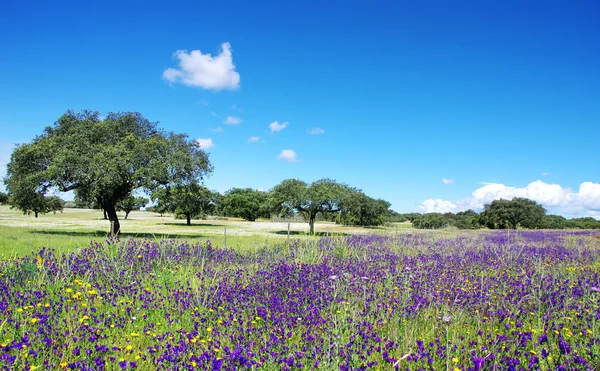 Dziedzinie regionu alentejo w wiosenny, Portugalia — Zdjęcie stockowe