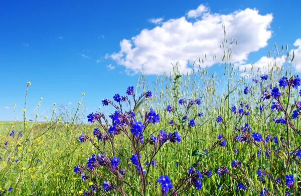 Veld met wild blauwe bloemen, Portugal — Stockfoto