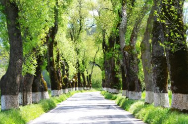Yeşil tünel orman temiz yolu Alentejo, Portekiz