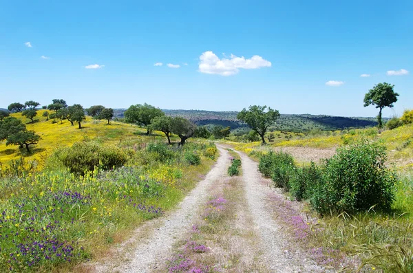 Droga w polu kwiatu, alentejo, Portugalia. — Zdjęcie stockowe