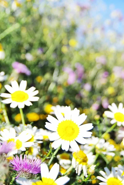 Fleurs sauvages dans le champ — Photo