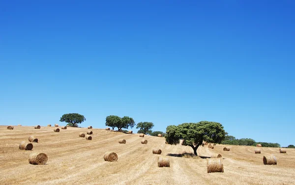 Straw roll in south of Portugal — Stock Photo, Image