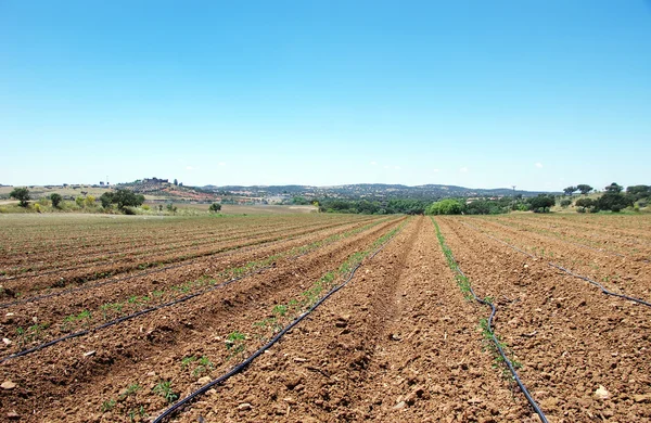 Campo coltivato con piante di pomodoro — Foto Stock