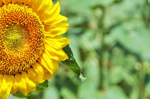 Closeup of a sunflower — Stock Photo, Image