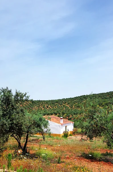 Altes Haus in einem Feld von Bäumen Oliven — Stockfoto