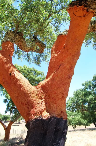 Стовбур дуба в Португалії — стокове фото
