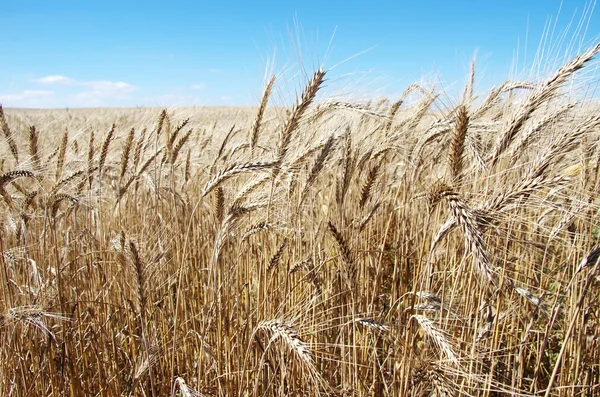 Campo de trigo dourado em Portugal — Fotografia de Stock