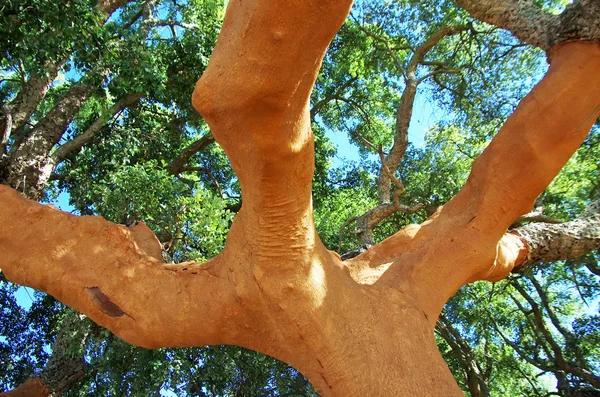 Trunk of oak tree at Portugal — Stock Photo, Image