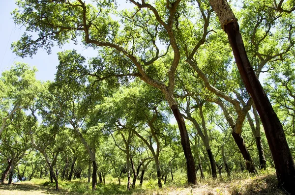 Cork bomen in ten zuiden van Portugal, Alentejo — Stockfoto